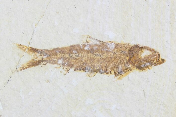 Bargain Knightia Fossil Fish - Wyoming #75900